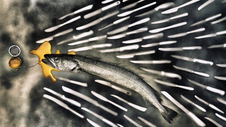 Vis die niet kan uitsterven wint agrifood innovatieprijs